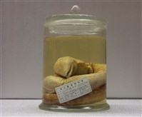 藏品(大口蛇鰻)的圖片